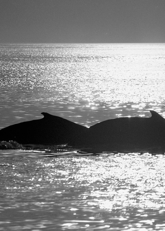 Whale Of A Couple Photography Art | Lifeguard Art®