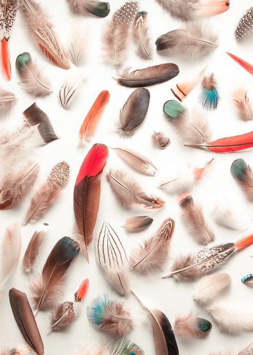 Feather Fest | Fine Art Prints | Feather Still Life