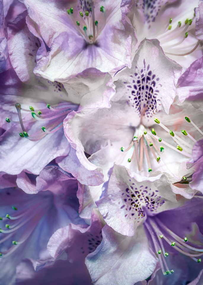 Purple Hydrangeas Art | KJ's Studio