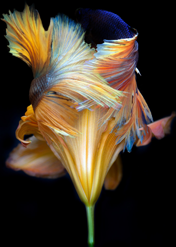 Kaleidoscope 3 Photography Art | MPF Gallery