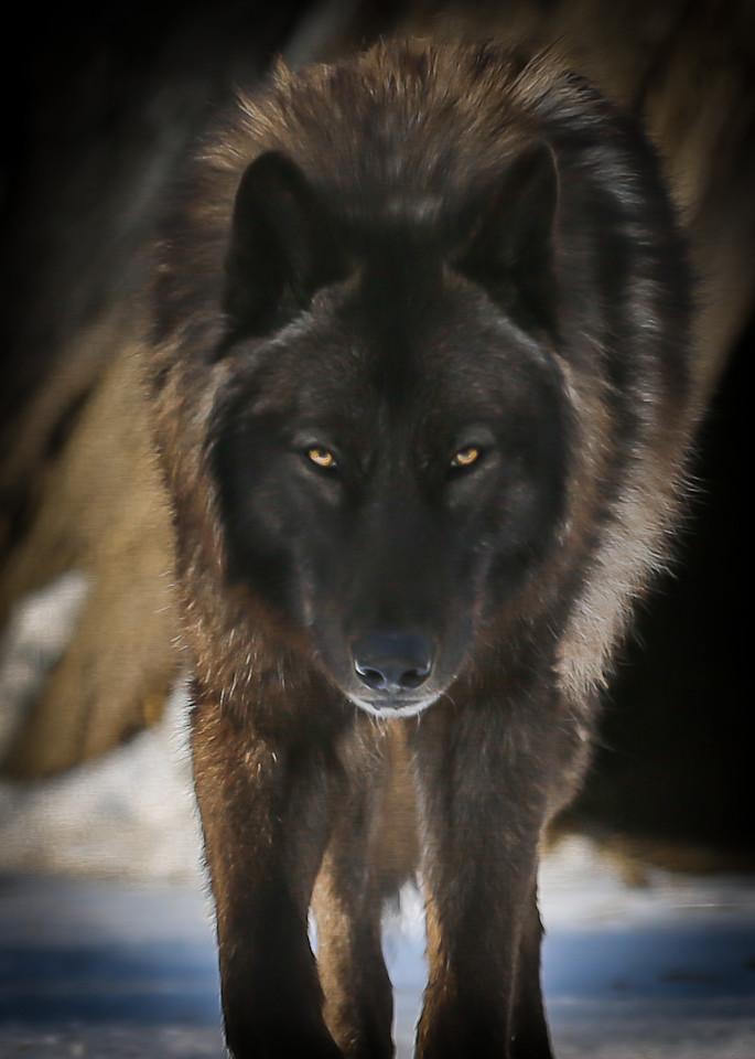 Black Wolf Photography Art | Ursula Hoppe Photography