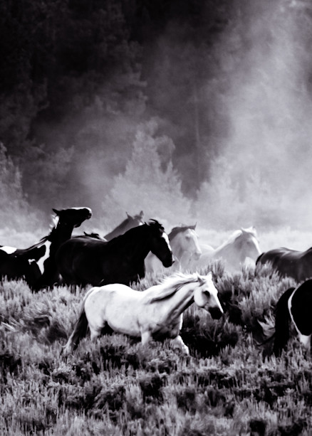 Equine Exodus - afternoon round up of horses in Wyoming photograph print