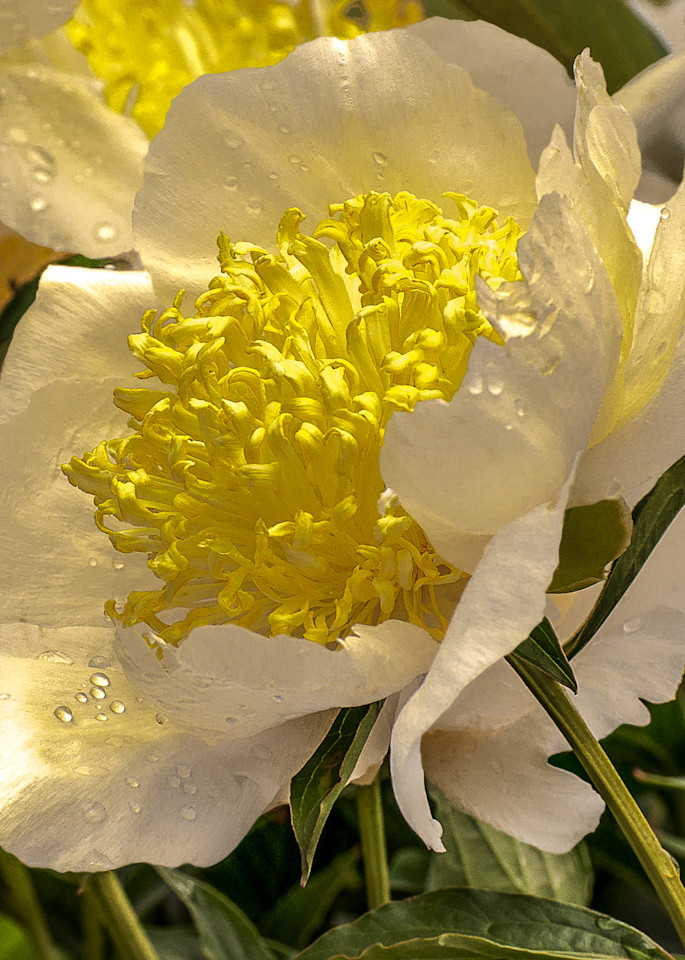 White Petals Lily