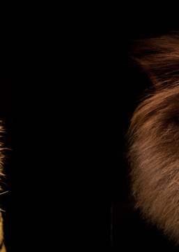 The Kings Of Beast! Photography Art | Julian Starks Photography LLC.