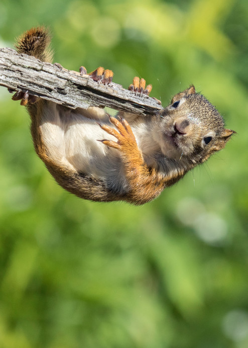 Baby Squirrel hanging on branch kids wall art