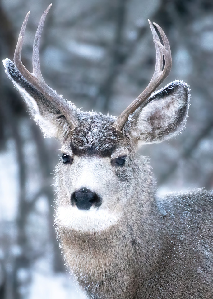 Portrait of a Young Buck