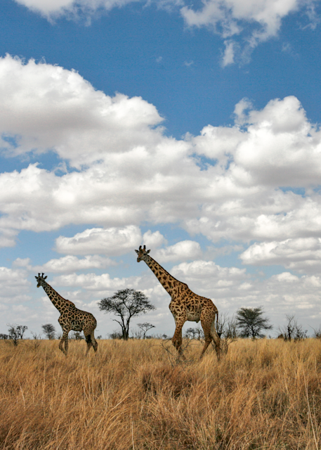 Giraffe landscape on the Mara Plains
