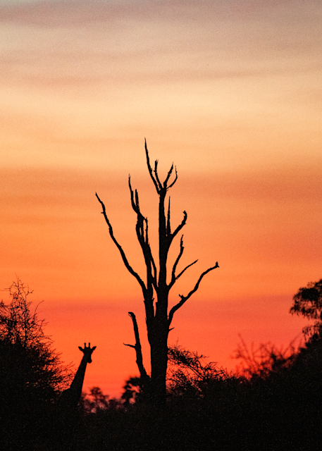 Giraffe peering through trees at red sunset