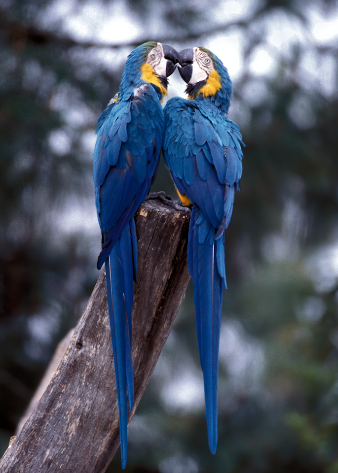 Blue macaws Oakland zoo pair kissing