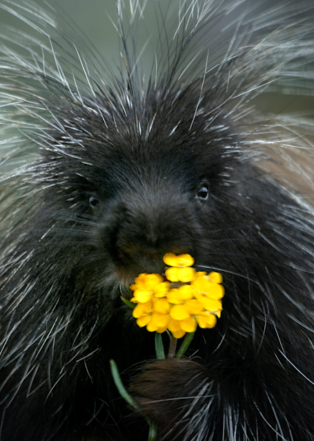 Porcupine Eating Flower