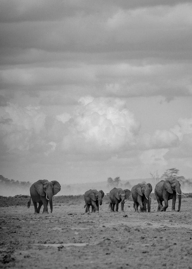 Elephant Serengeti cumulus cloud black & white landscape