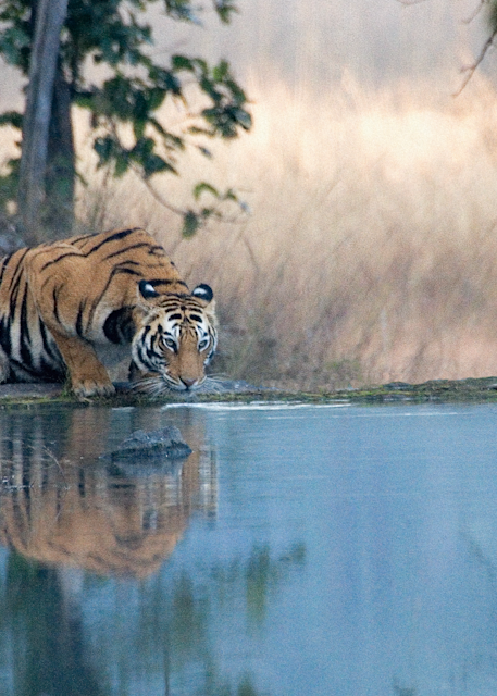 Tiger at water hole in Bandhavgarh, India