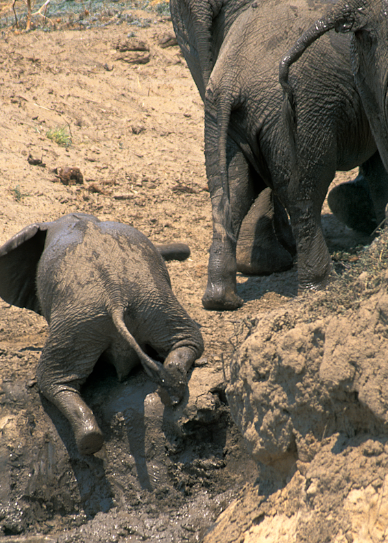 Uphill Struggle of a baby elephant from a mud bath to a slippery embankment, trumpeting in frustration