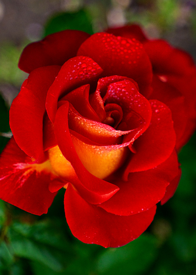 Dew On Red Rose Photography Art | FocusPro Services, Inc.