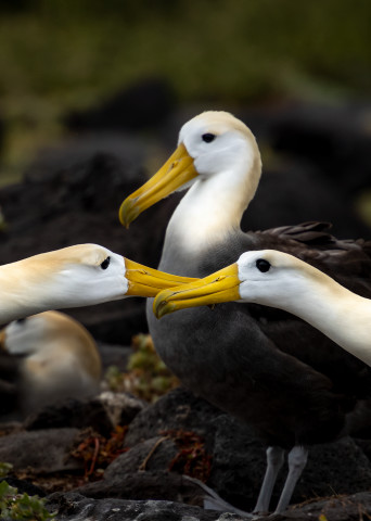 A Touching Albatross Moment Photography Art | Rick Vyrostko Photography