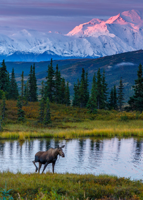 Cow moose and calf in pond with Denali in background at sunrise in Denali National Park 

Photo by Jeff Schultz/SchultzPhoto.com  (C) 2017  ALL RIGHTS RESERVED