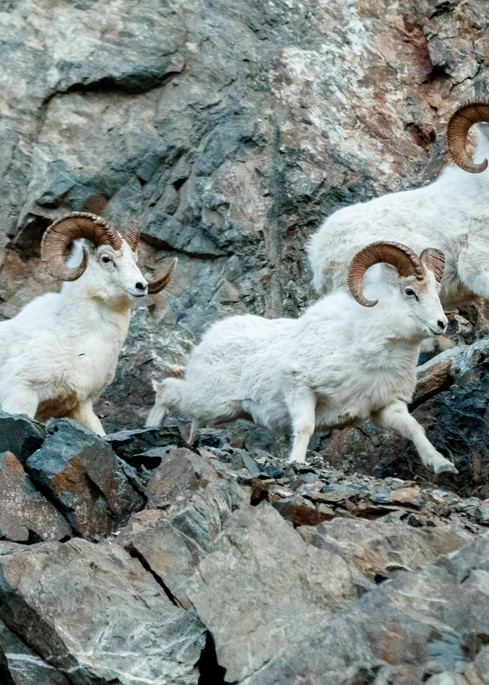 Dall Sheep rams on cliffs in Chugach State Park, Alaska.  Winter rut season

Photo by Jeff Schultz/  (C) 2020  ALL RIGHTS RESERVED