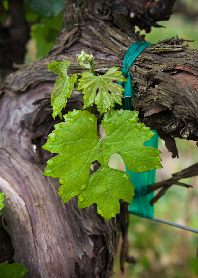 Cabernet Sauvignon grape leaves