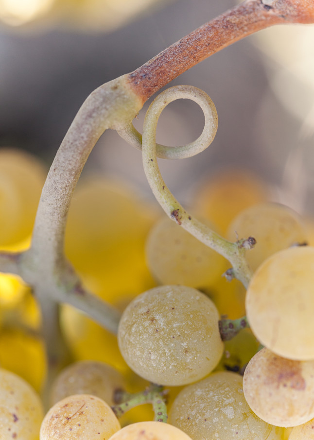 Abstract Chardonnay grape cluster