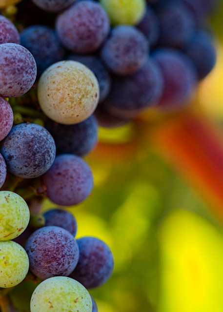 Colorful grapes on the vine