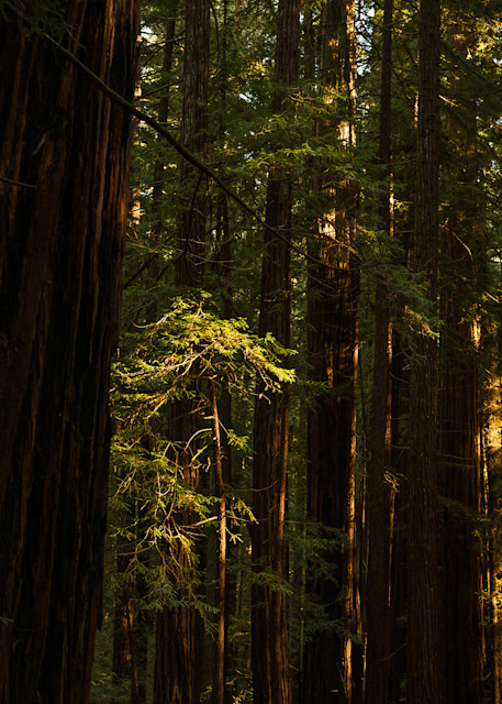 Sunlight through redwoods