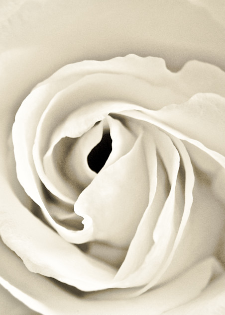 Cream Rose Photography Art | Visual Arts & Media Group Corporation 