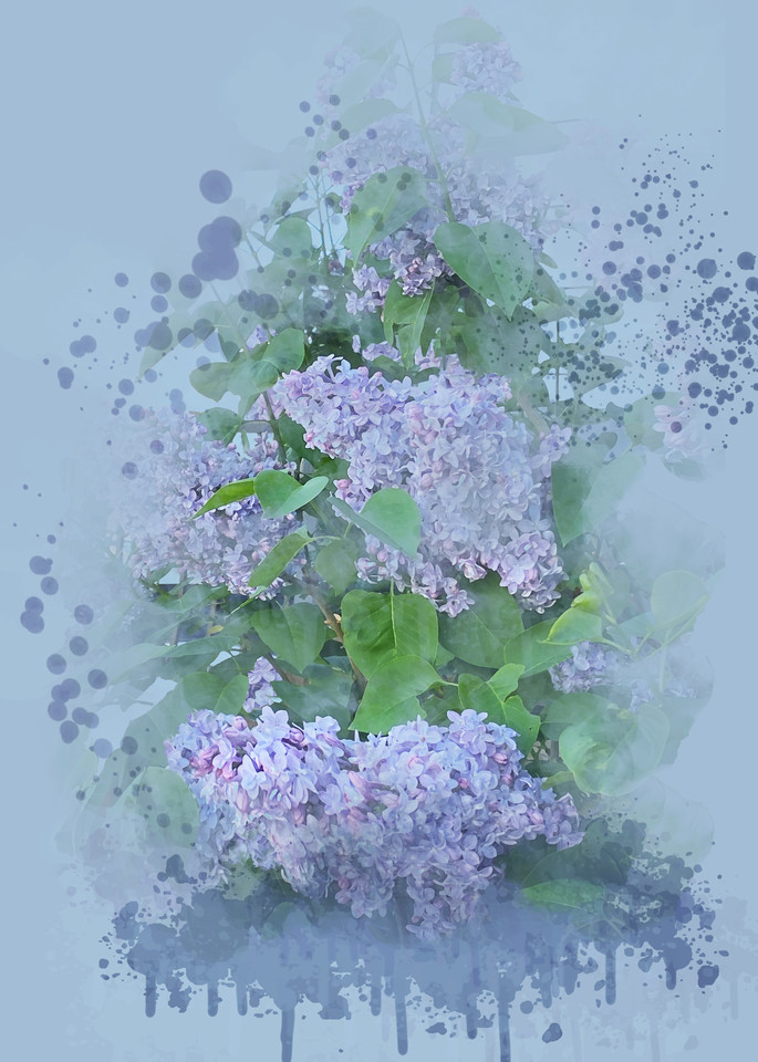 President Grivy Lilac In Peter's Garden Art | Art from the Soul
