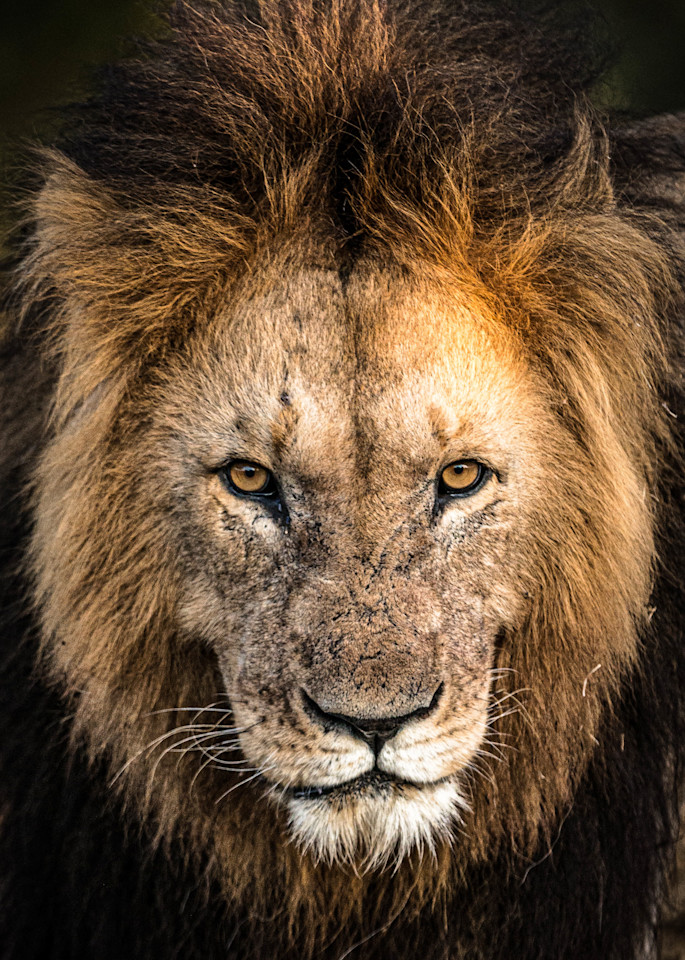 Lion Stare  Photography Art | Visual Arts & Media Group Corporation 