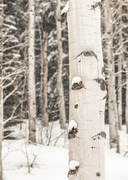Falling Snow Photography Art | Visual Arts & Media Group Corporation 