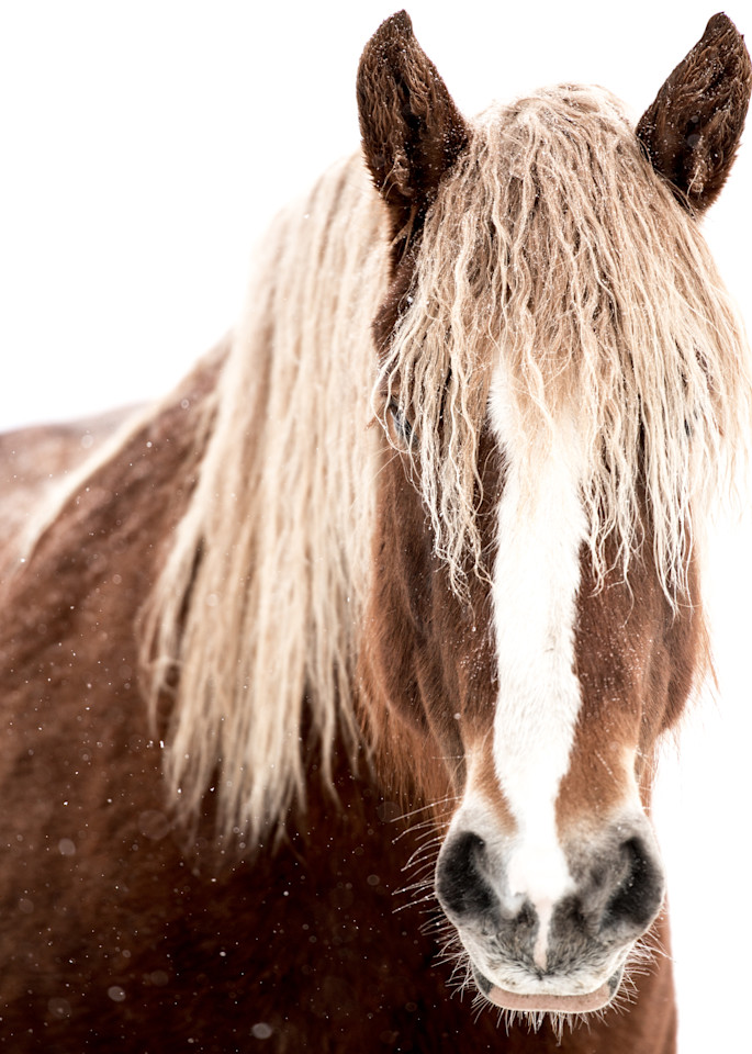 Snowy Horse Photography Art | Visual Arts & Media Group Corporation 