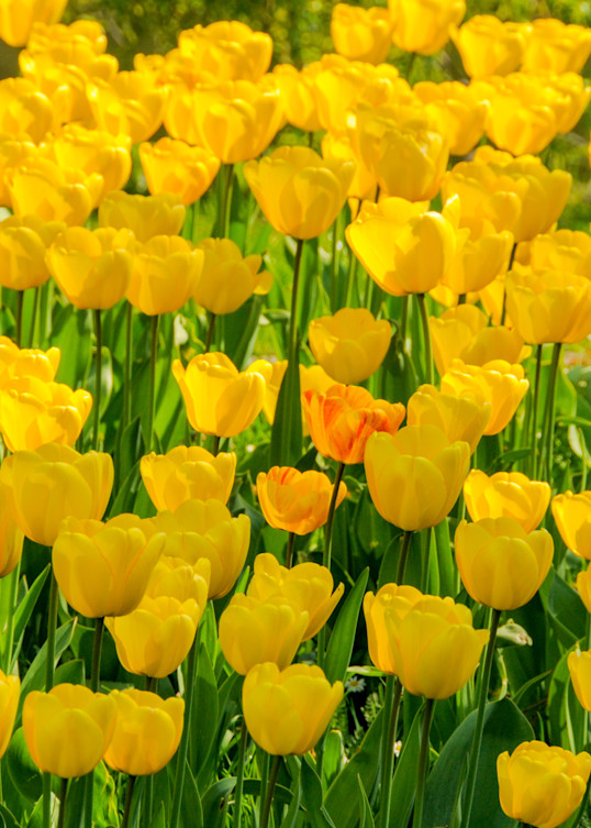 Yellow Tulips In A Field, Denmark   Puzzle Photography Art | Nicki Geigert, Photographer