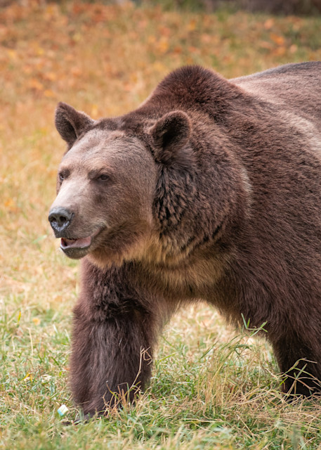 Grizzly Bear Photography Art | Jim Collyer Photography