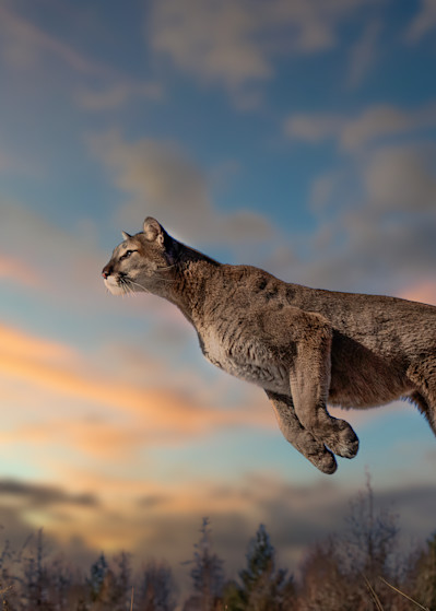 Leaping Lion Photography Art | Jim Collyer Photography