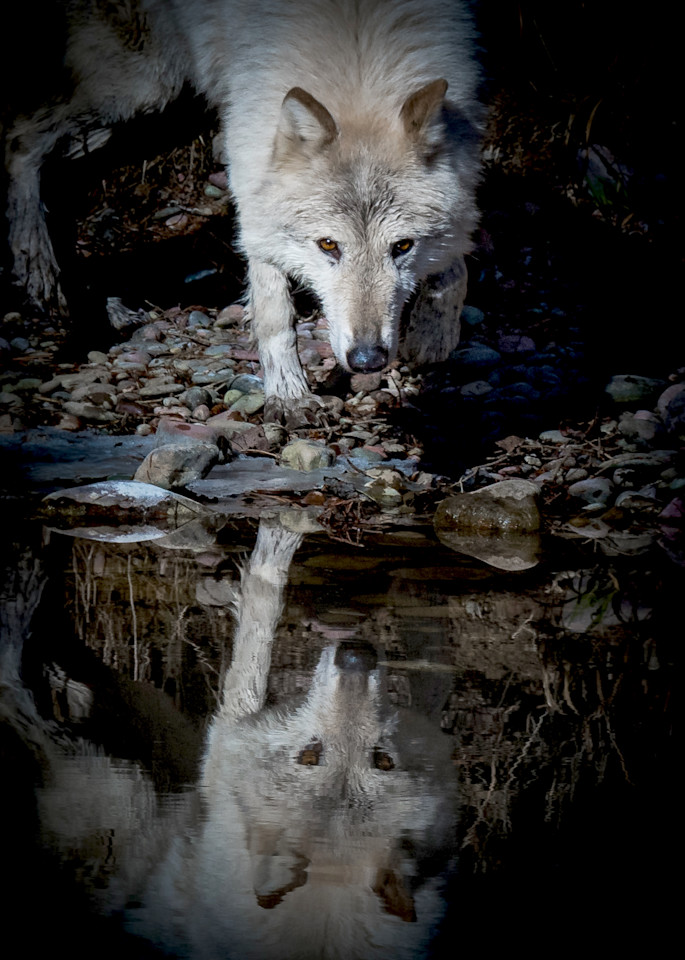 Wolf Reflection Photography Art | Jim Collyer Photography