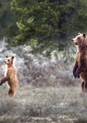 Standing Bears Photography Art | Jim Collyer Photography