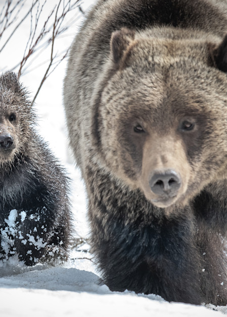 Grizzly And Cub Photography Art | Jim Collyer Photography