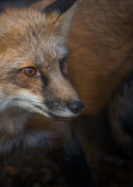 Red Fox Photography Art | Jim Collyer Photography