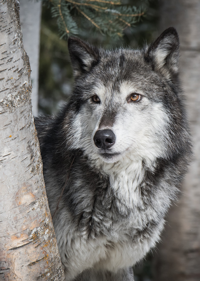 Portrait Of A Wolf Photography Art | Jim Collyer Photography
