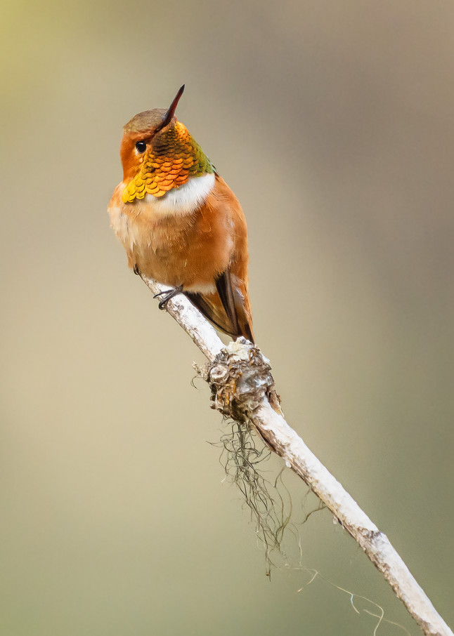 Rufous Hummingbird perched on branch.