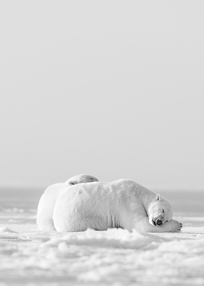Ice Bear Snuggles ( Black & White ) Photography Art | Visual Arts & Media Group Corporation 