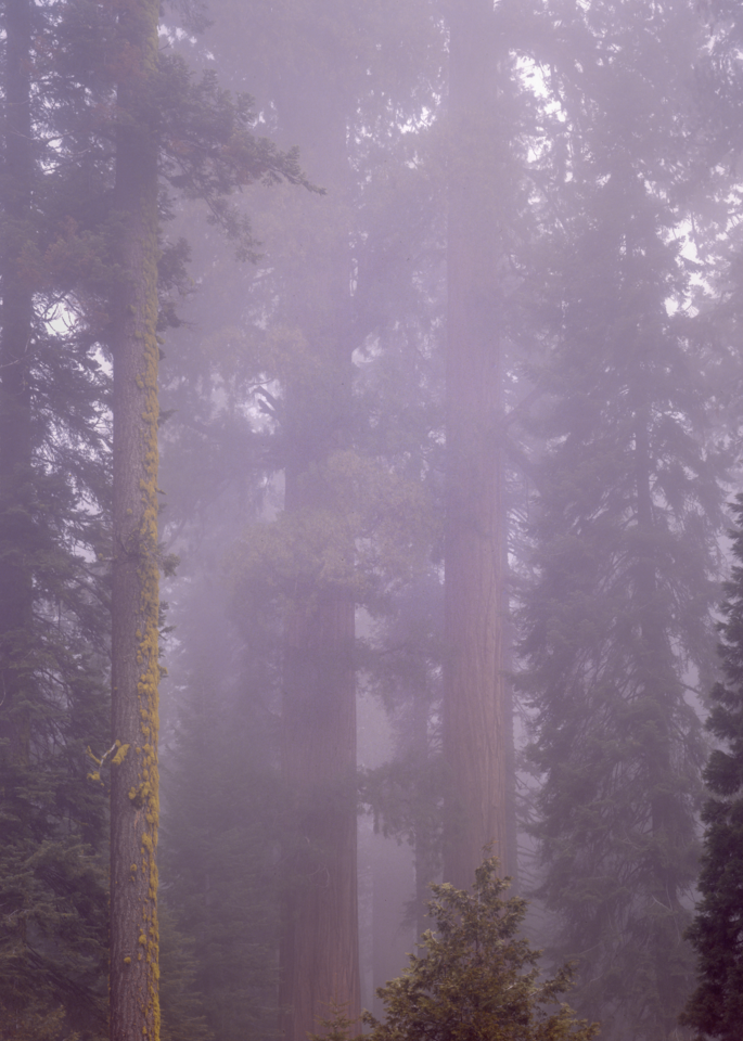 Redwoods In The Mist Photography Art | Robert Vielee Photography