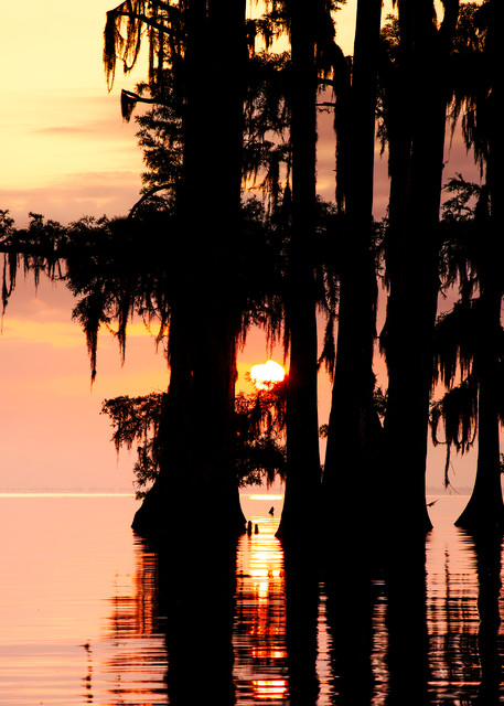 Sunrise through the  Cypress - Louisiana swamp fine-art photography prints