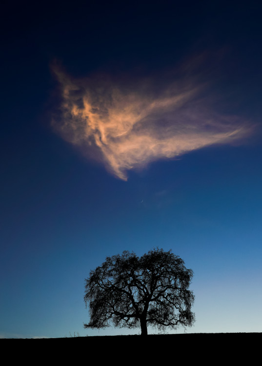 One Tree Hill #2 Photography Art | John Todd Photographs