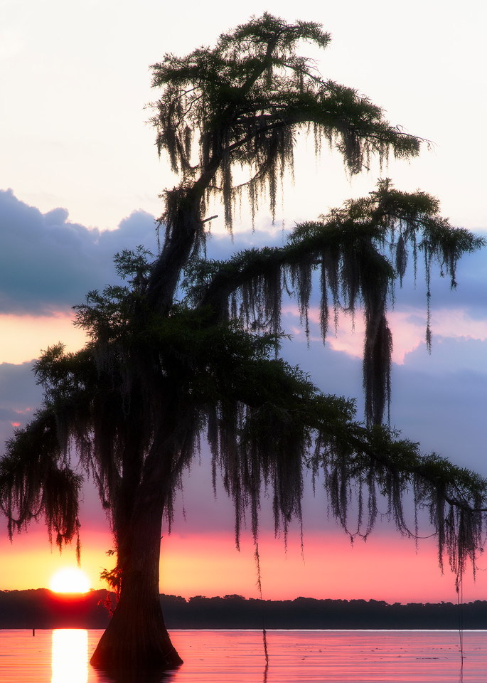 Mystic Maurepas - Louisiana swamp fine-art photography prints