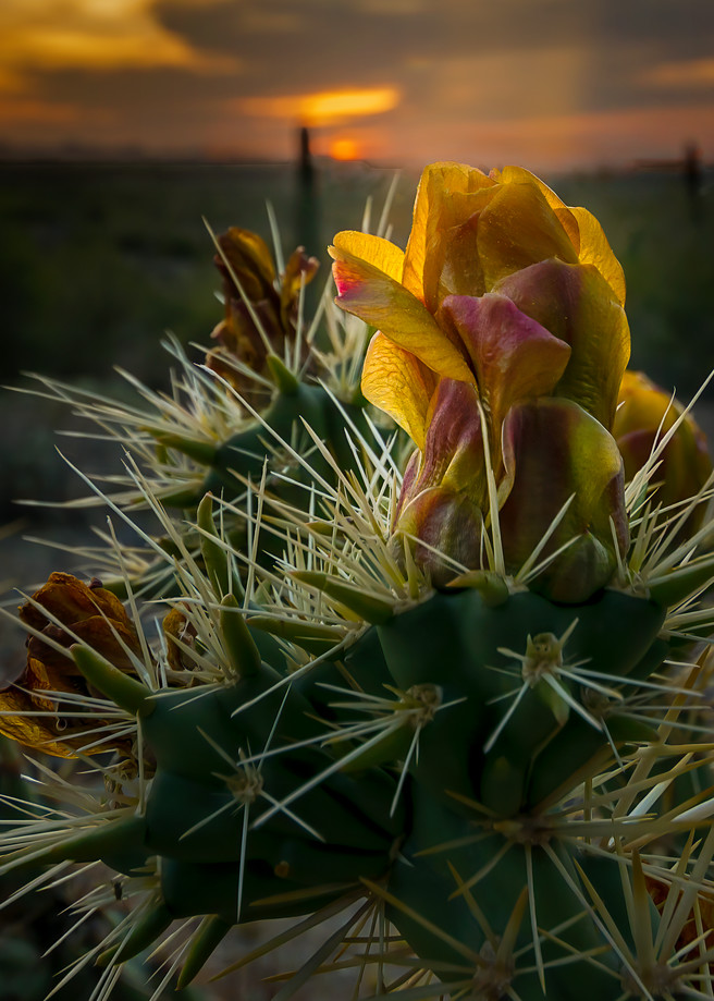 The Desert Rose   Arizona Photography Art | Kendall Photography & Fine Art