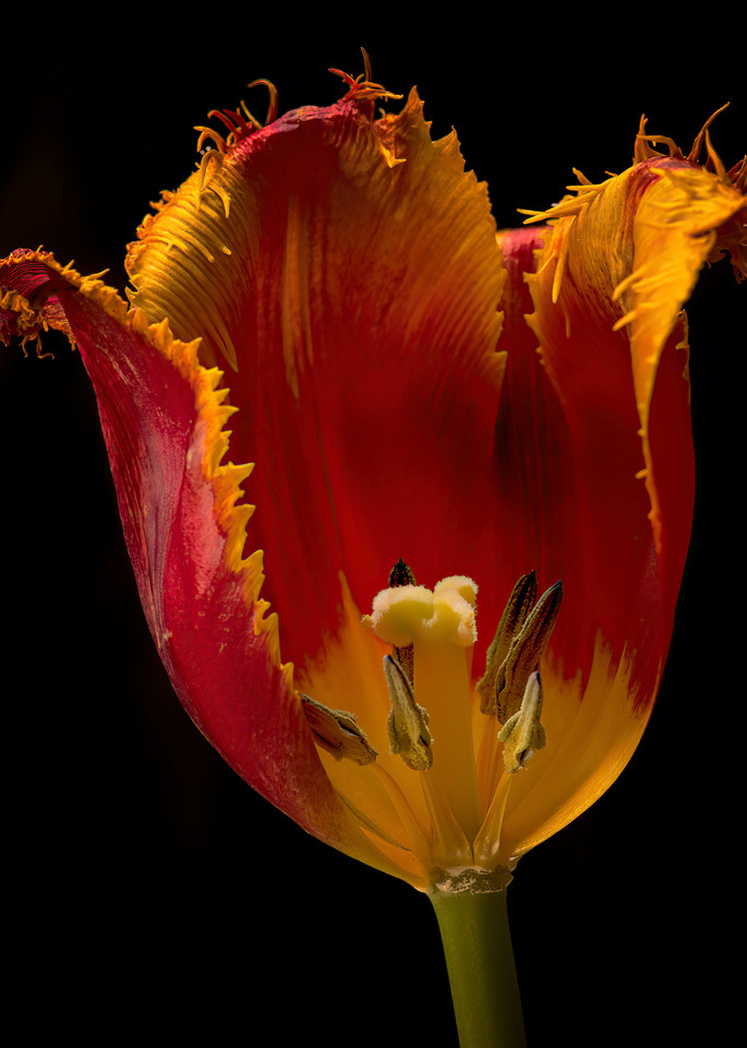Didier's Tulip Photography Art | Kendall Photography & Fine Art