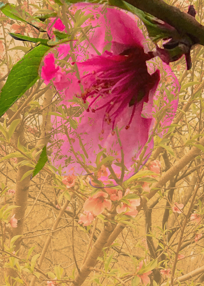 Peach Tree Bloom:  Shop Beautiful Plants/ Digital Art of Paula Acheson