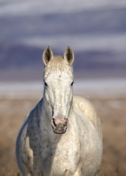 white horse, wild horse print