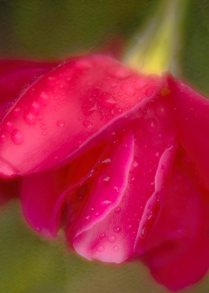 Rain drenched hybrid tea rose watercolor fine-art print