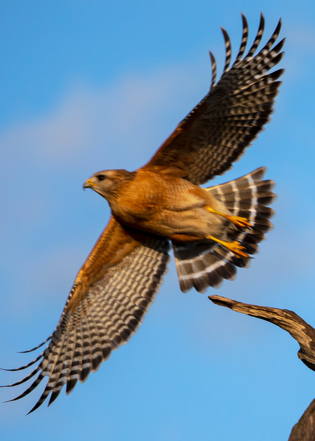 Red-shouldered hawk launching from branch